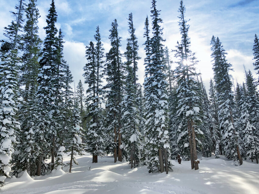 BLM Christmas Tree Permits Available Pinedale Roundup