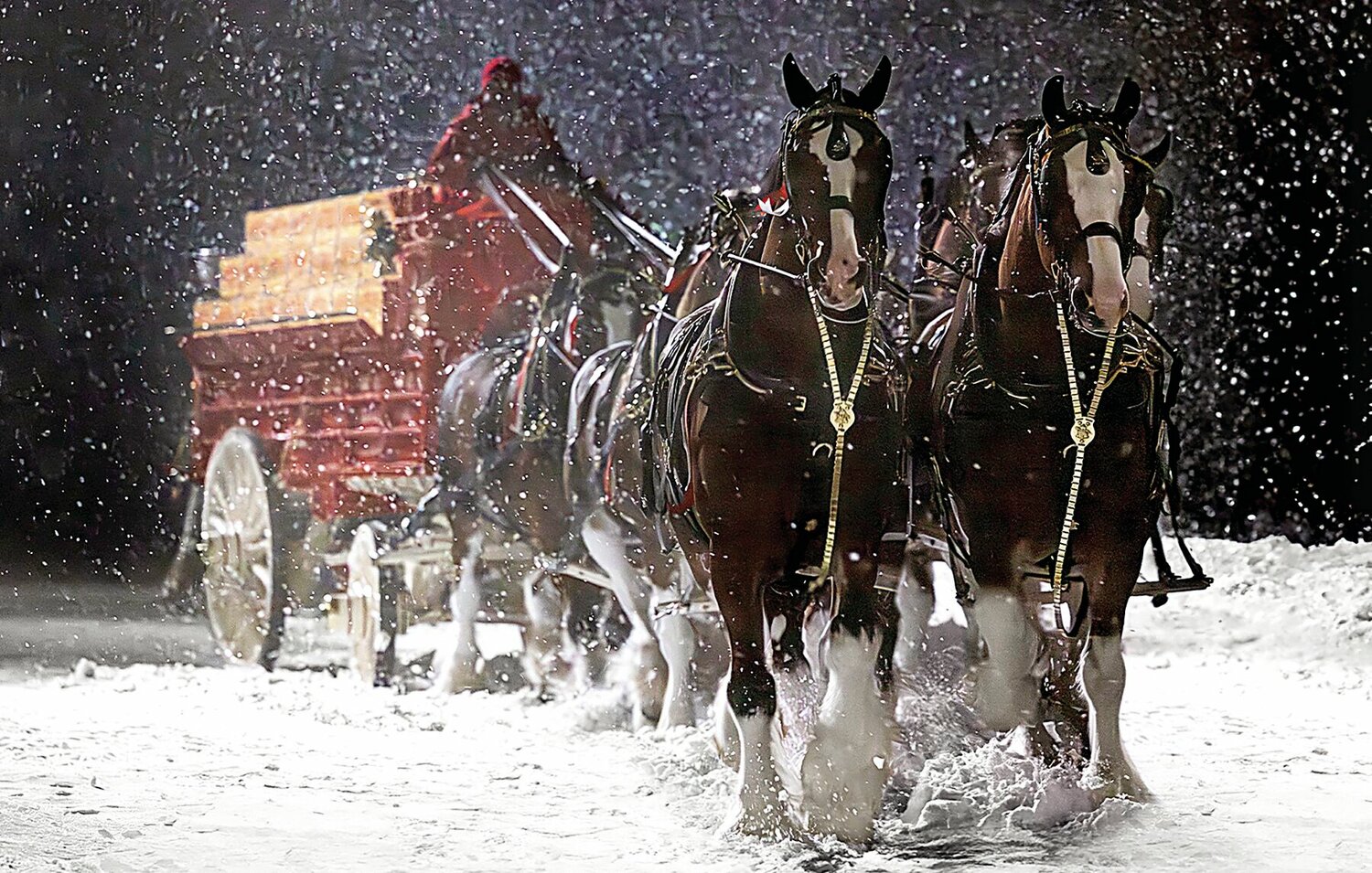 Budweiser Clydesdales Ad Returns To Super Bowl LVIII Sedalia Democrat