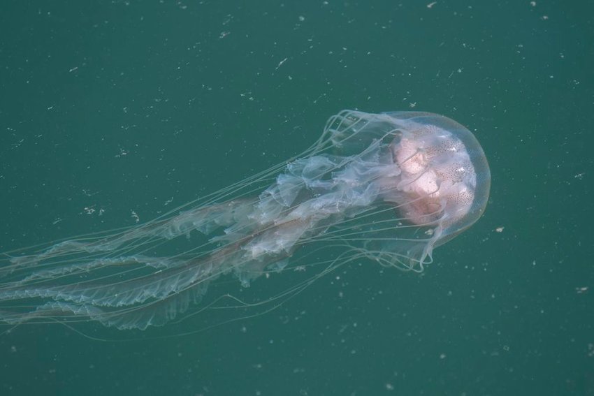 Jellyfish like this sea nettle seen from the Town Pier earlier this month can be found all around the island. Also present in the harbor are the reddish lion's mane jellyfish with very long tentaces, and this week some of the very venomous Portuguese man o' war jellyfish washed up on Madaket beaches.
