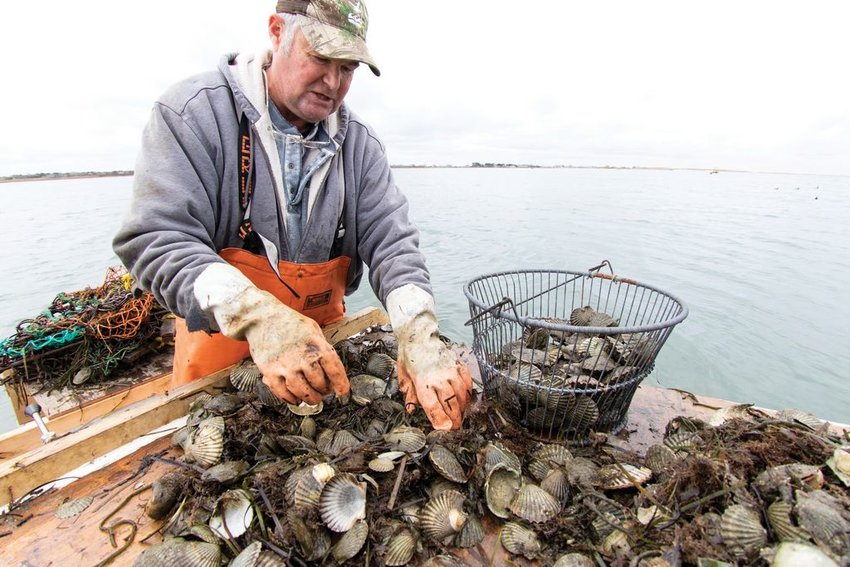 Blair Perkins culls the contents of his dredge during the first week of commercial-scalloping last November. Scallopers brought in just 3,000 bushels last season.