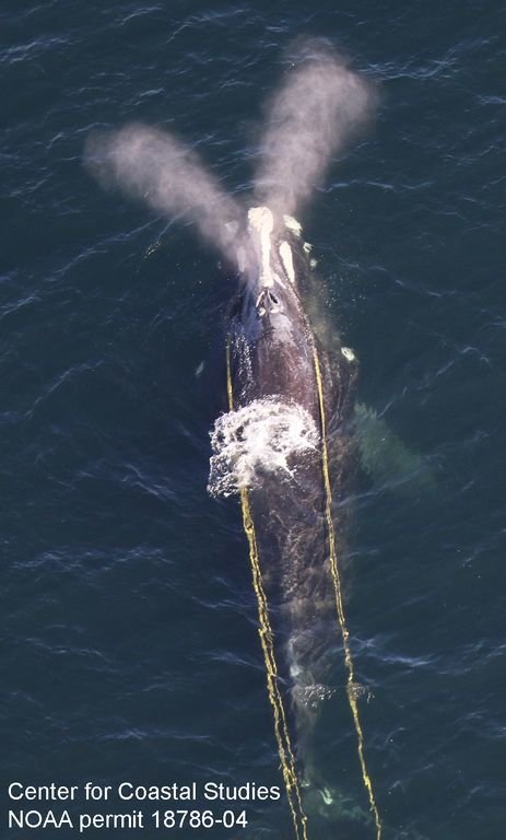 This right whale entangled in yellow rope through its mouth, was spotted about 35 miles south of Nantucket Friday.