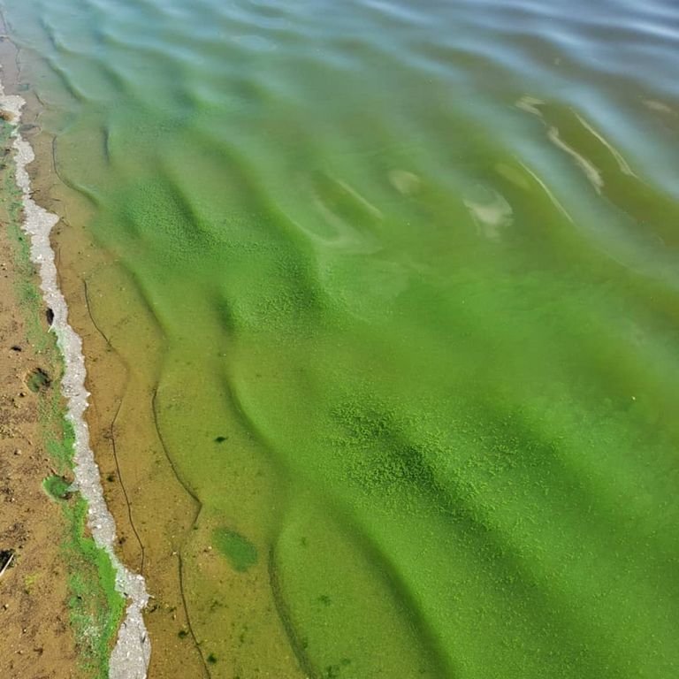 This toxic algal bloom, detected in Gibbs Pond last week, has begun to subside. Nonetheless, it is best to stay away for at least another day or two, the Nantucket Land Council and Conservation Foundation advise.