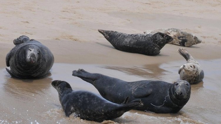 Seals gather on Monomoy Island off Chatham.