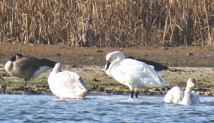 Part of a family of five, these Tundra Swans were spotted at Hummock Pond Saturday.