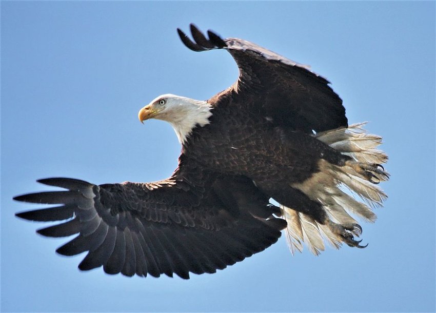 An adult Bald Eagle like this one flew over Smith's Point last week. The once endangered bird is making a comeback.