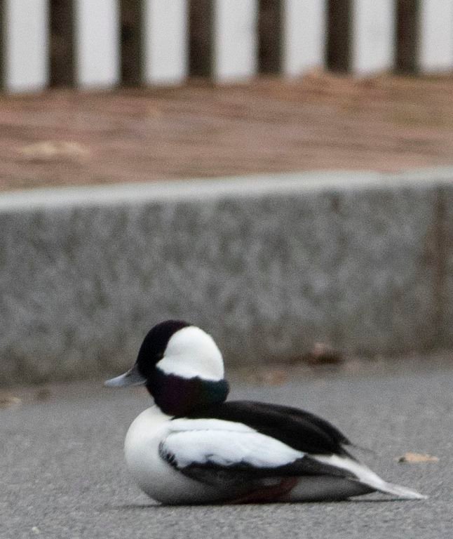 This Bufflehead, a small diving duck, sat in the roadway along Washaman Avenue Monday morning.