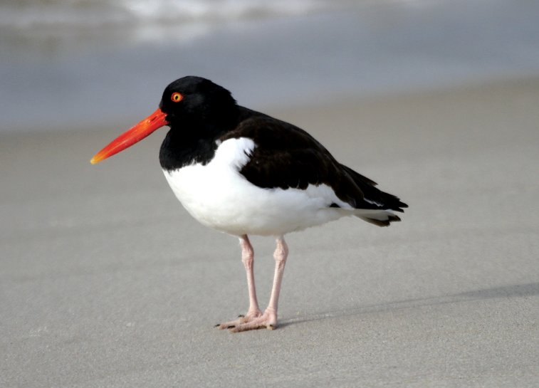 A lone American Oystercatcher like this one was seen at The Creeks on Sunday. The birds are harbingers of spring.