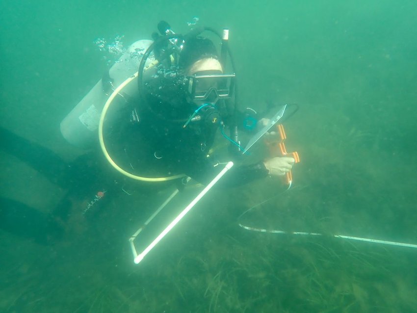 A diver conducts a survey of the Nantucket Harbor floor to help scientists gain a better understanding of the bay-scallop fishery, whelk, eelgrass and seagrass.