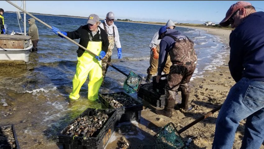 Volunteers collect stranded scallops in Wauwinet Saturday following a day of high winds Thursday. Recreational scalloping season is underway, and commercial season starts Nov. 1.