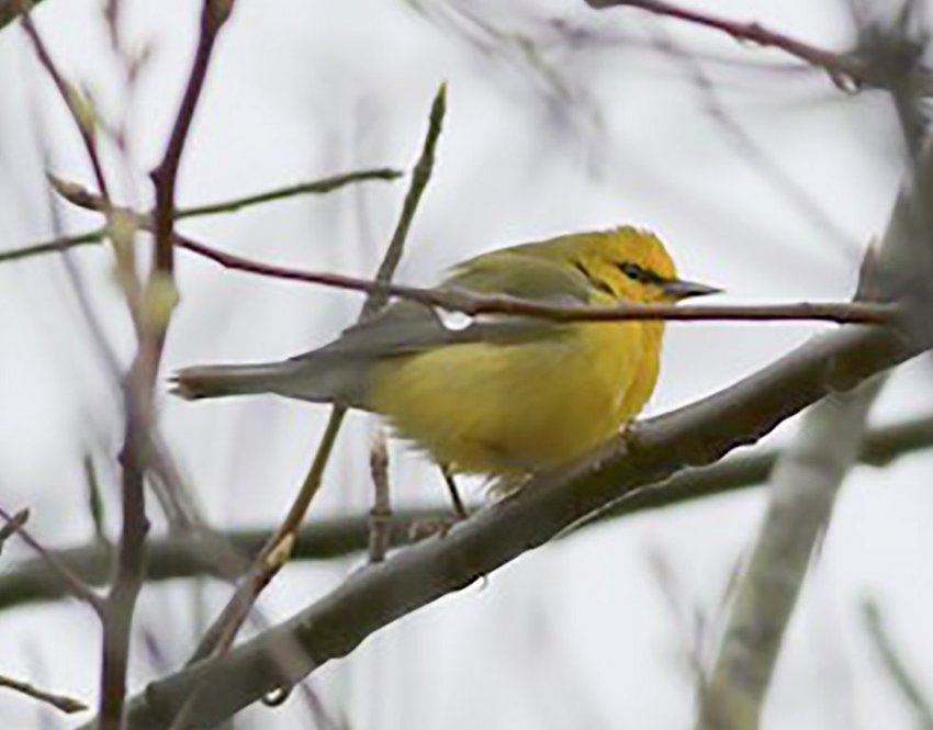 This Blue-winged Warbler in Wauwinet was a special treat on the Cornell Lab of Ornithology's &amp;#8220;Global Big Day&amp;#8221; Saturday.