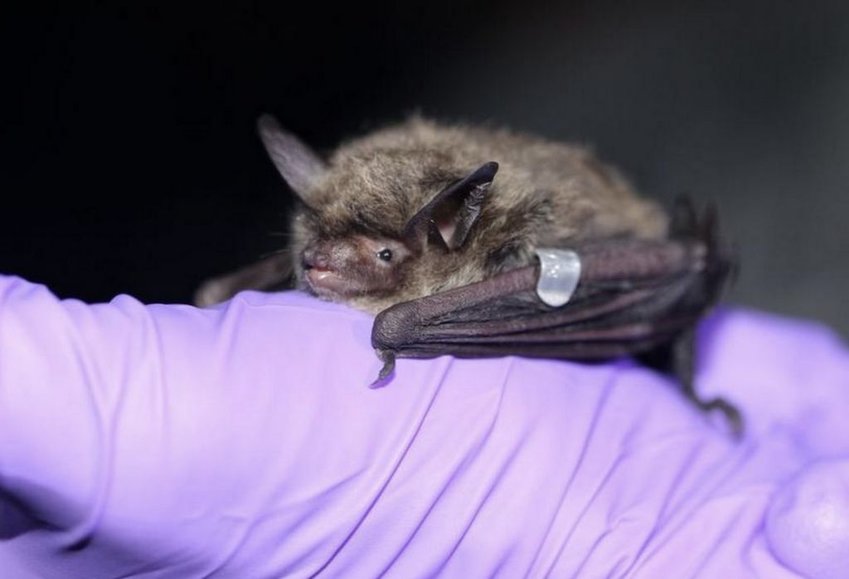The northern long-eared bat.
