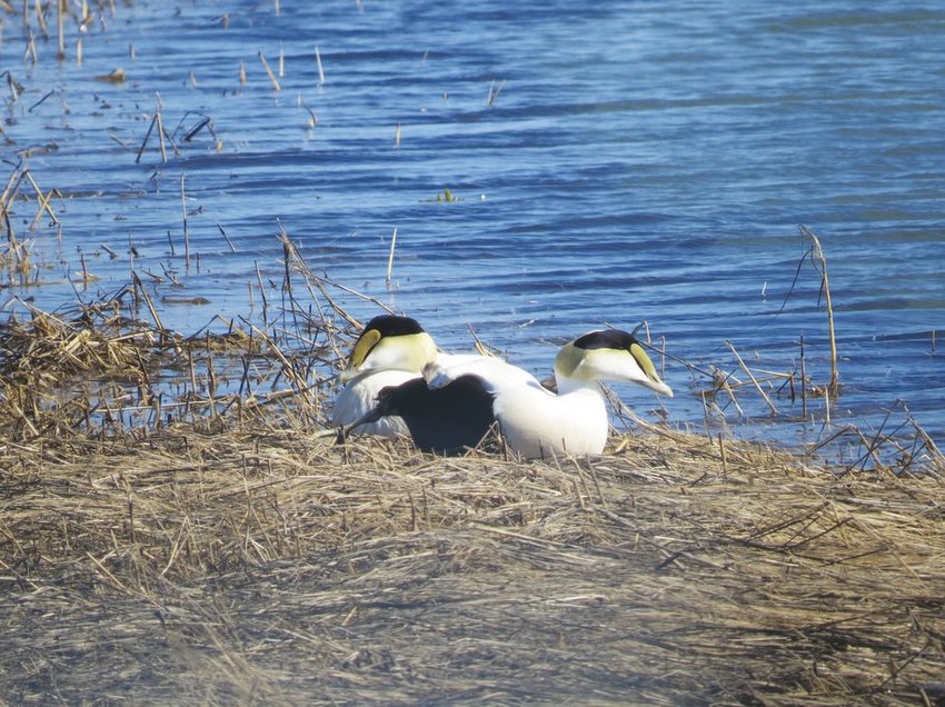Common Eiders like these two were the most numerous species in Tuckernuck's annual Christmas Bird Count Dec. 23.