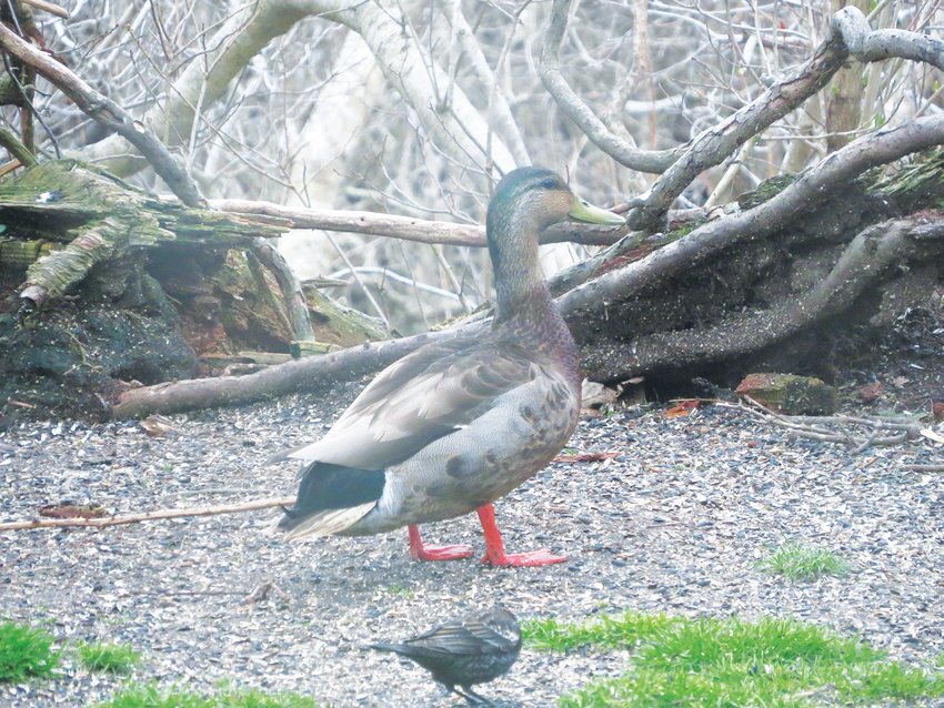 This Mallard-Black Duck hybrid shows characteristics of both.