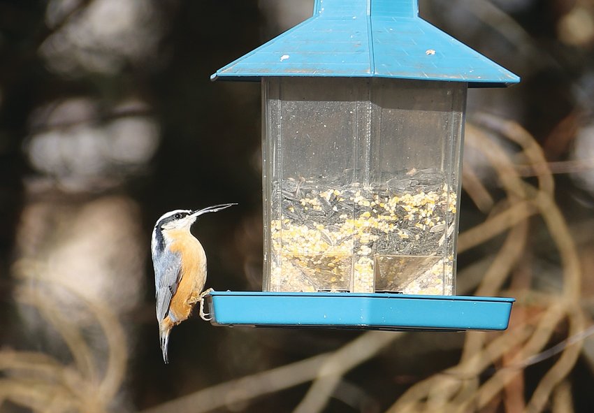 The bill deformity on this Red-breasted Nuthatch is probably a sign of avian keratin disease.