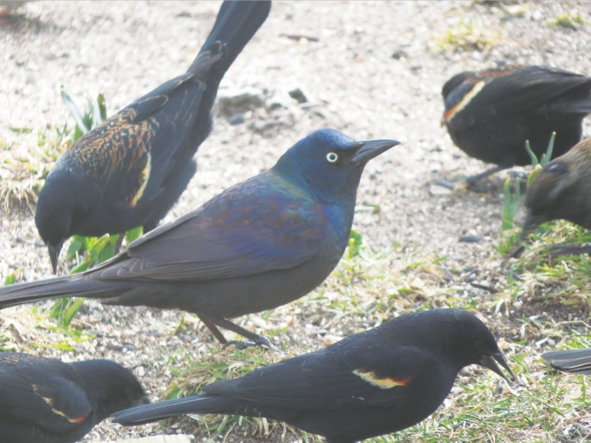Grackles like this one, center, with the bright yellow eye, often associate with Red-winged Blackbirds.