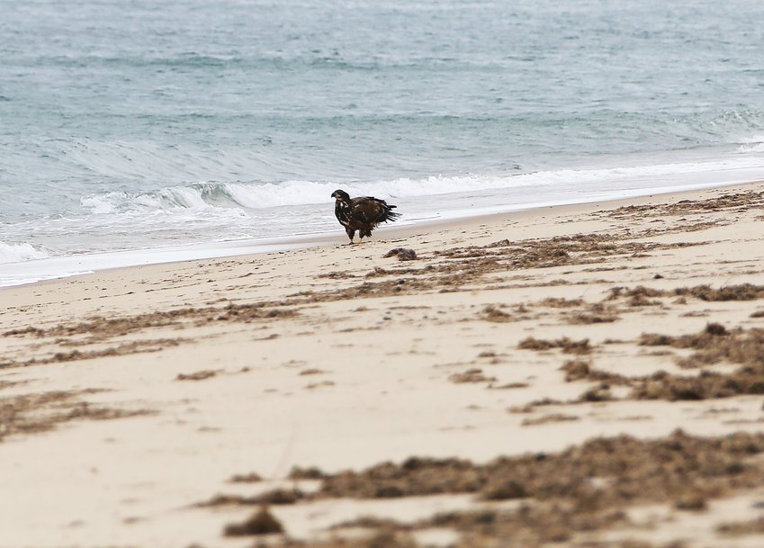 This immature Bald Eagle was seen by three birders this week, and photographed at the water&rsquo;s edge on Sconset Beach.
