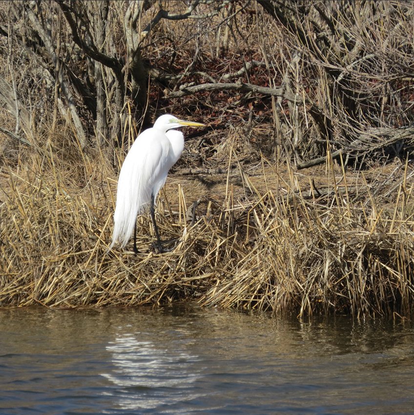 One of two Great Egrets sheltering from the wind in the Madaket Ditch Monday morning.