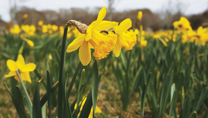 SWATHS OF SUNSHINE: A bee alights on a daffodil in Sconset, savoring one of the first flowers of spring. Daffodils are in bloom islandwide.