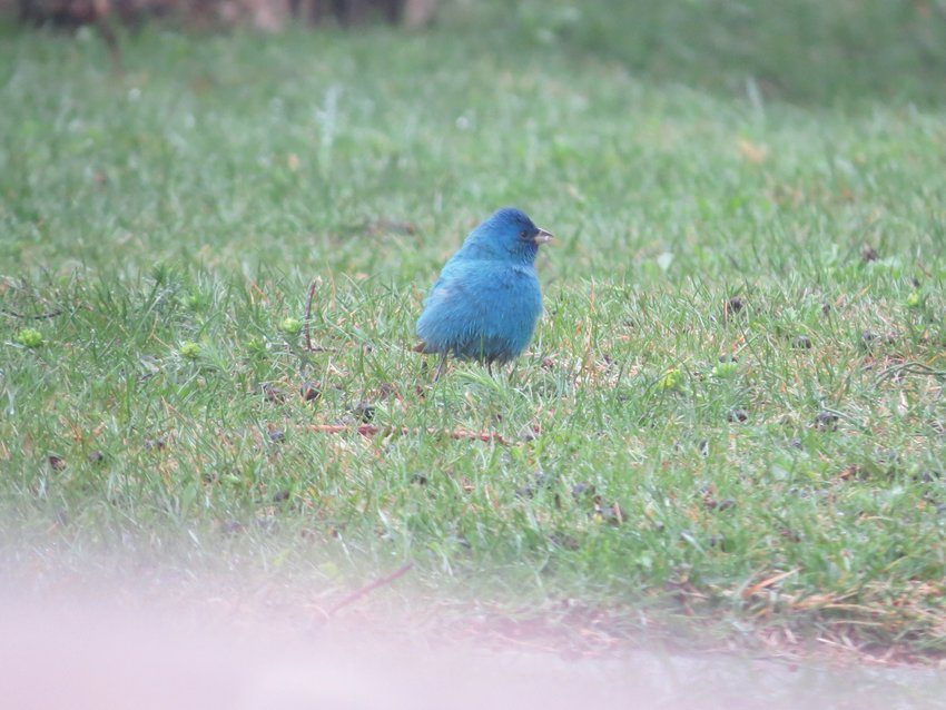 A male Indigo Bunting like this one arrived on Saturday.