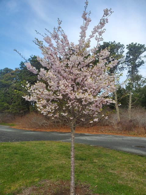 A Yoshiro cherry coming into full bloom this week.