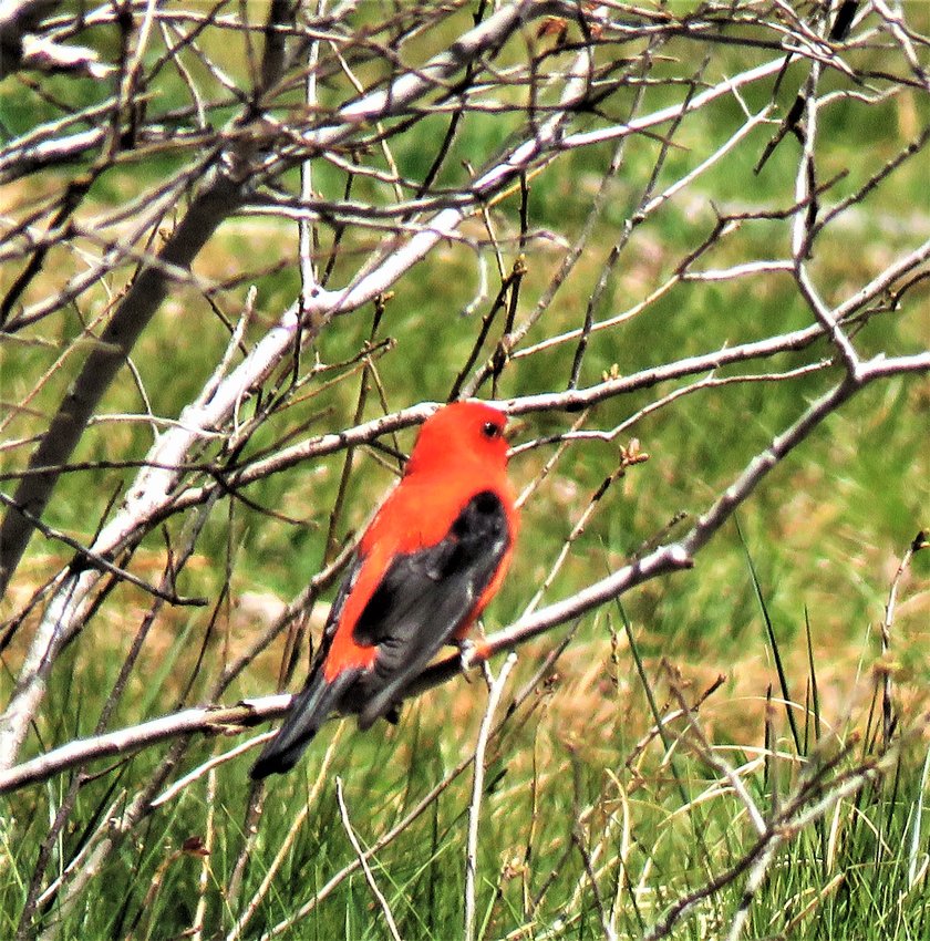 Scarlet Tanagers have been sighted several times this spring around the island, in Shimmo, Madaket, near town and Head of the Plains.