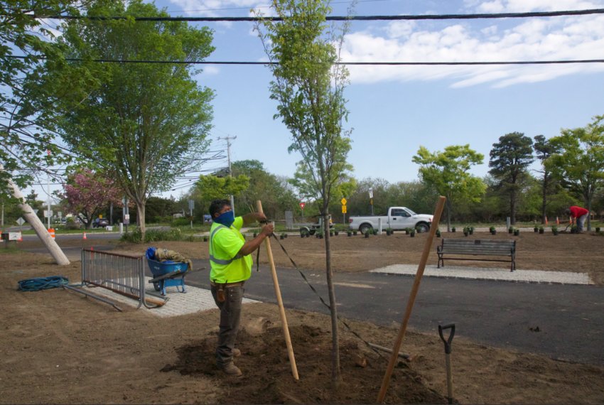 A Victor-Brandon Corp. worker plants a zelkova tree along the reconstructed bike path at the Milestone Rotary Monday.