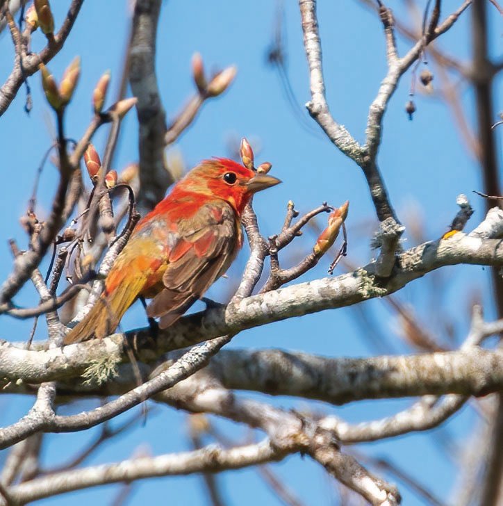 A Summer Tanager delighted birders in Madaket on Saturday.