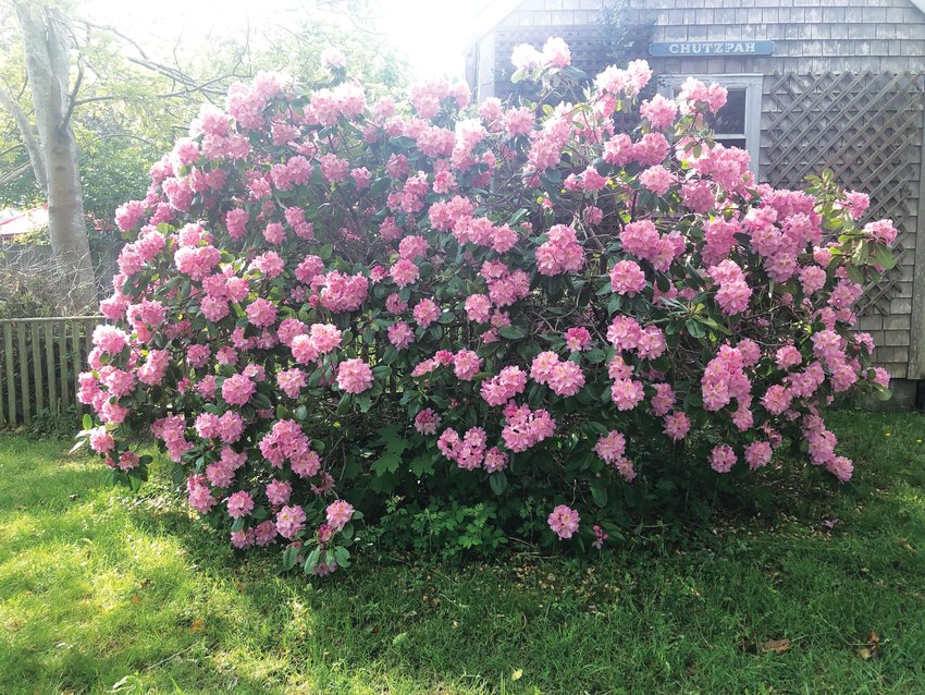 This mid-island rhododendron in full bloom stands nearly seven feet tall. Its blossoms last about two weeks.