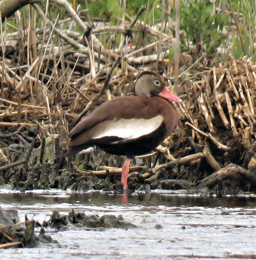 A Black-bellied Whistling Duck like this one was seen on Tuckernuck last Wednesday.