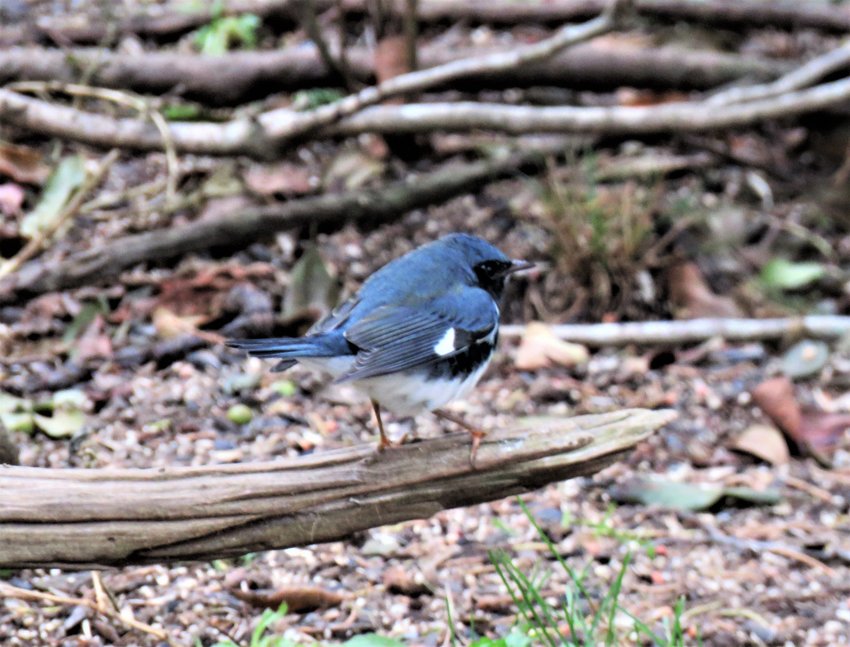 A Black-throated Blue Warbler like this one was a late surprise in Wauwinet June 10.