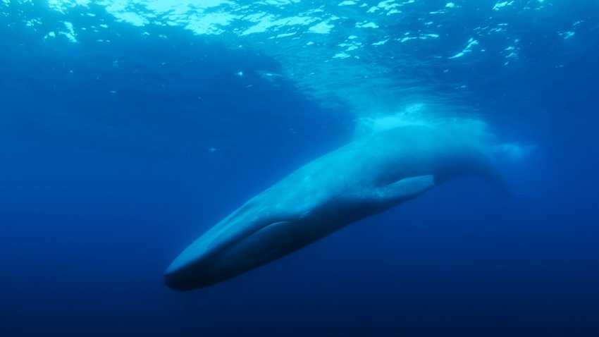 Josh Zeman&rsquo;s &ldquo;The Loneliest Whale&rdquo; will screen at the Dreamland drive-in Friday and online through June 28 as part of the 2021 Nantucket Film Festival.