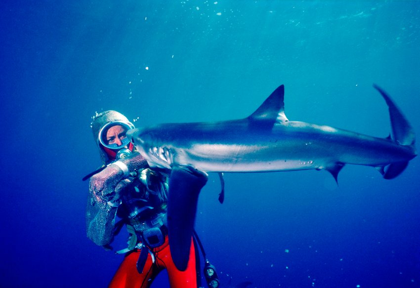 Valerie Taylor underwater wearing a chain mail suit being bitten on the arm by a shark in 1982.
