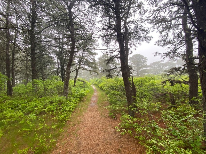 The path through Steve&rsquo;s Woods on a recent misty morning. The pitchpine forest borders Head of the Plains, one of the last significant tracts of sandplain grasslands left on the planet.