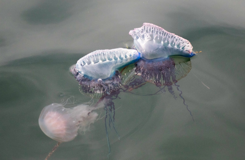 Two Portuguese man o&rsquo; war attack a sea nettle in Nantucket Harbor last August.
