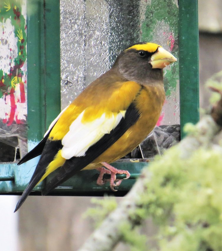 A male Evening Grosbeak like this one was a rare summer record last week.