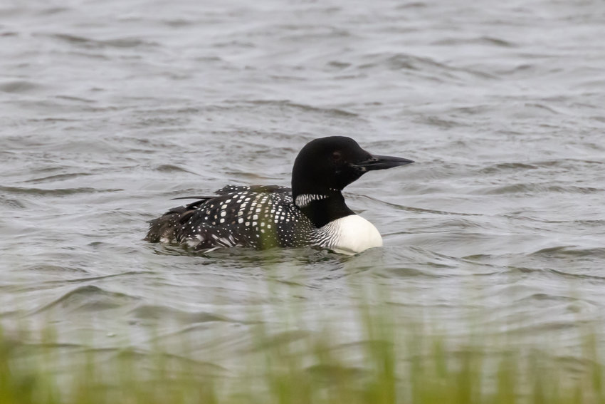 This Common Loon in breeding plumage delighted observers in Madaket Sunday.