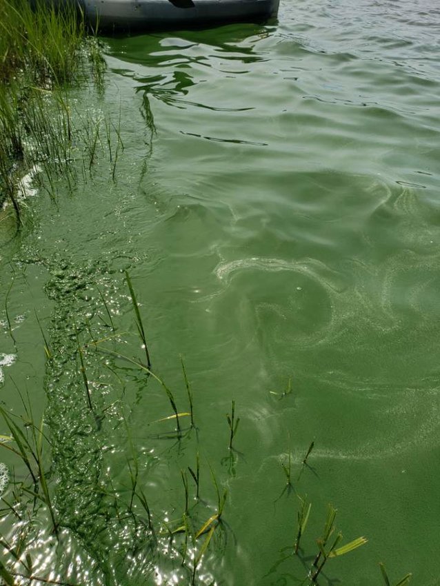 Harmful algae blooms, like this one at Gibbs Pond, are often characterized by a green &quot;scum&quot; on the surface of the water.