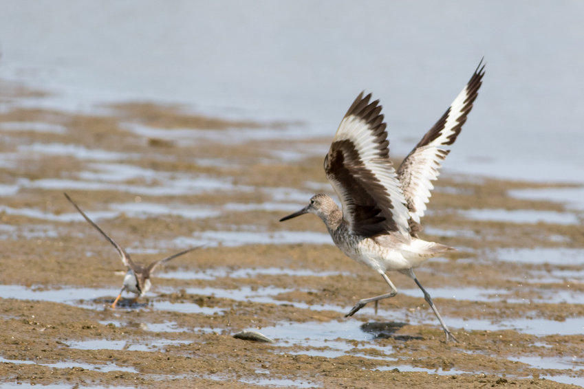 This Western Willet was seen at Smith&rsquo;s Point Sunday.