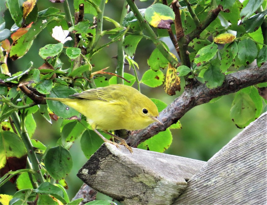 Young Yellow Warblers like this one are coming through on migration now.