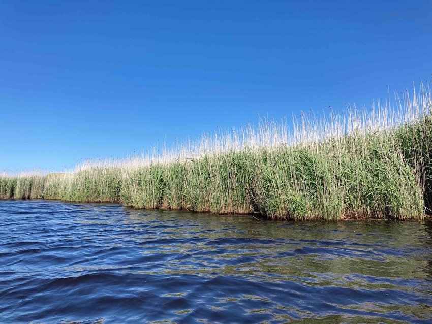 Highly-invasive phragmites line the three-mile shoreline of Hummock Pond.