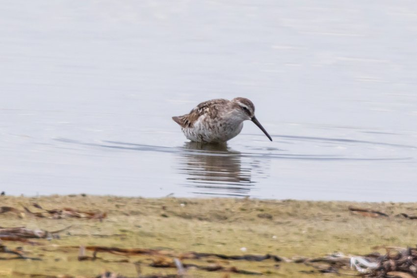 A Stilt Sandpiper was a rare sight on Muskeget this week.