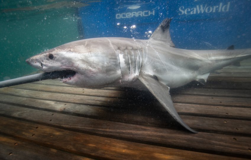 Tuck, an eight-foot, 238-foot male juvenile shark, was tagged off Cape Cod during OCEARCH's 41st expedition earlier this month.