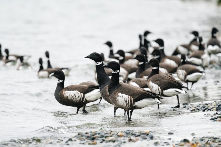 A flock of Brant.