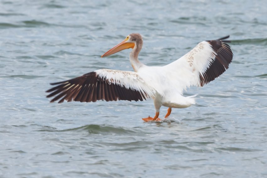 This American White Pelican was a surprise at Sesachacha Pond Sunday.