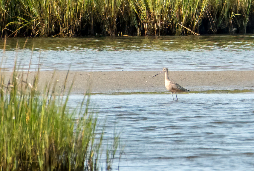 This Marbled Godwit was spotted at the University of Massachusetts Field Station in Quaise last week.