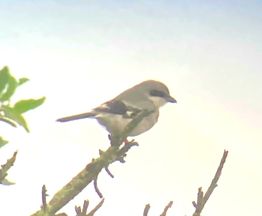 It has been 46 years since a Loggerhead Shrike has been documented in Nantucket County.
