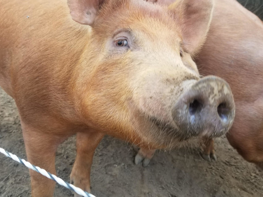 The Nantucket Land Bank is using pigs like these in an attempt to eradicate Japanese knotweed from one of its properties off First Way near the Nantucket schools.