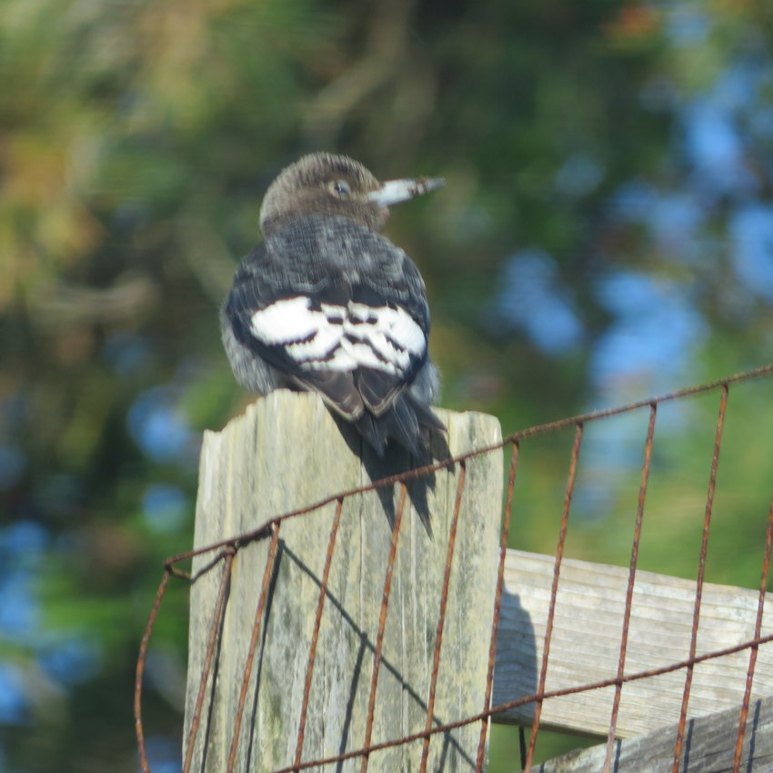 This immature Red-headed Woodpecker rested a moment on a fence in Madaket on October 19