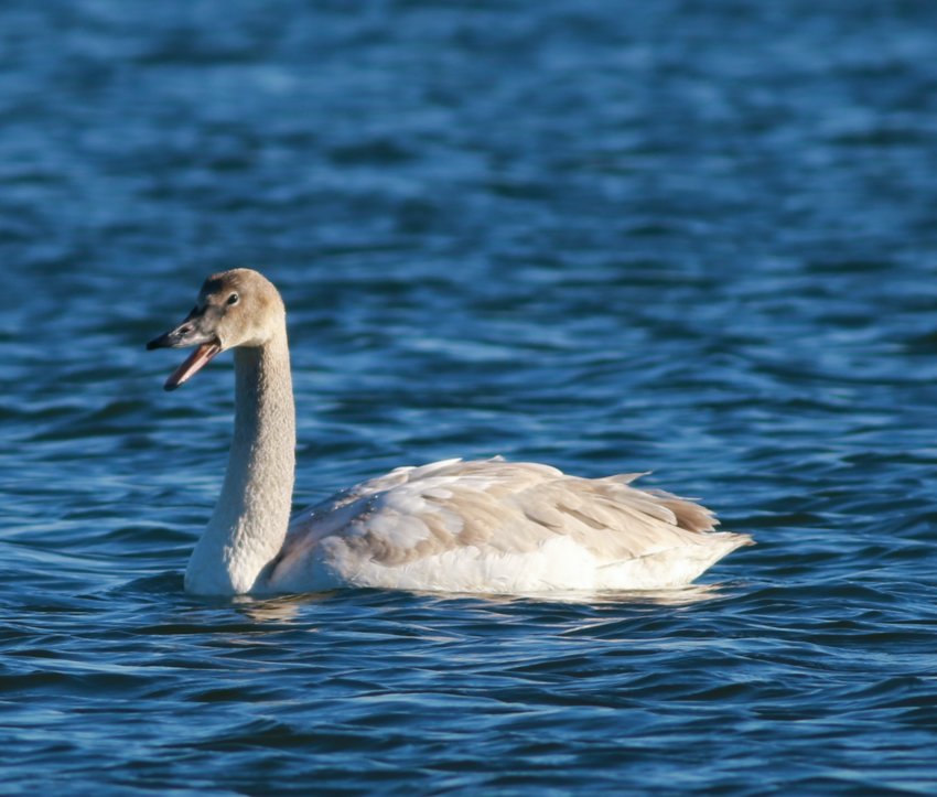 Swans, like the trumpeter swan pictured above, as well as chickens and turkeys, are examples of species that can have neurological or respiratory effects from avian flu.