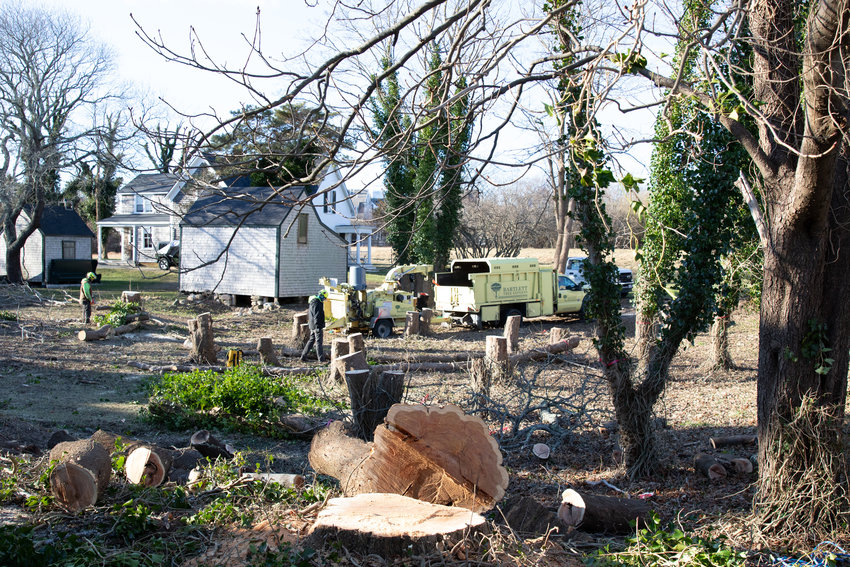 Close to two dozen trees at 57 Pleasant St. were cut down last week by Bartlett Tree Experts, dramatically altering one of the most cherished downtown landscapes next to the old white clapboard farmhouse owned by the Phelan family since 1841.
